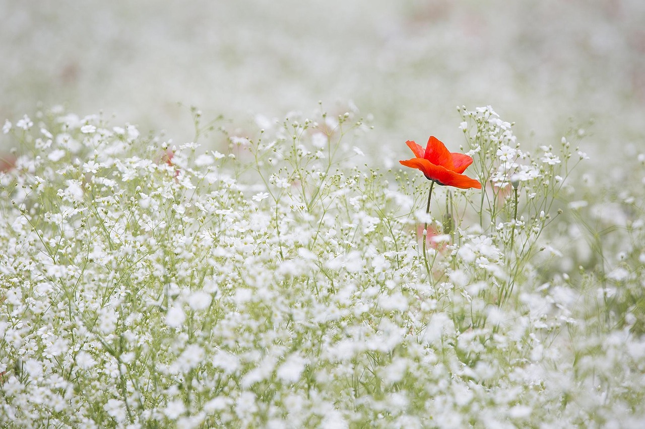 Native wildflowers and healthy habitats are exactly what Ireland's restoration plan aims to protect, after decades of steady decline.
